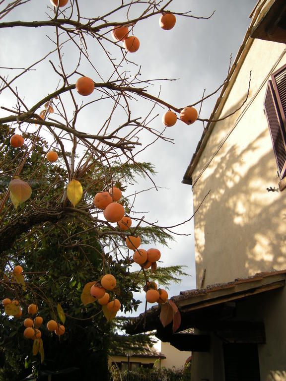 Agriturismo Il Colle Сиена Номер фото
